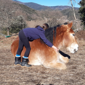 cheval allongé avec fille qui lui donne un câlin: Liggend paard met meisje die hem knuffelt 300x300 px coaching chevaux homepage