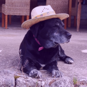 pompom 300x300 labrador noir allongé avec chapeau sur sa tête homepage; liggende zwarte labrador met strohoed op
